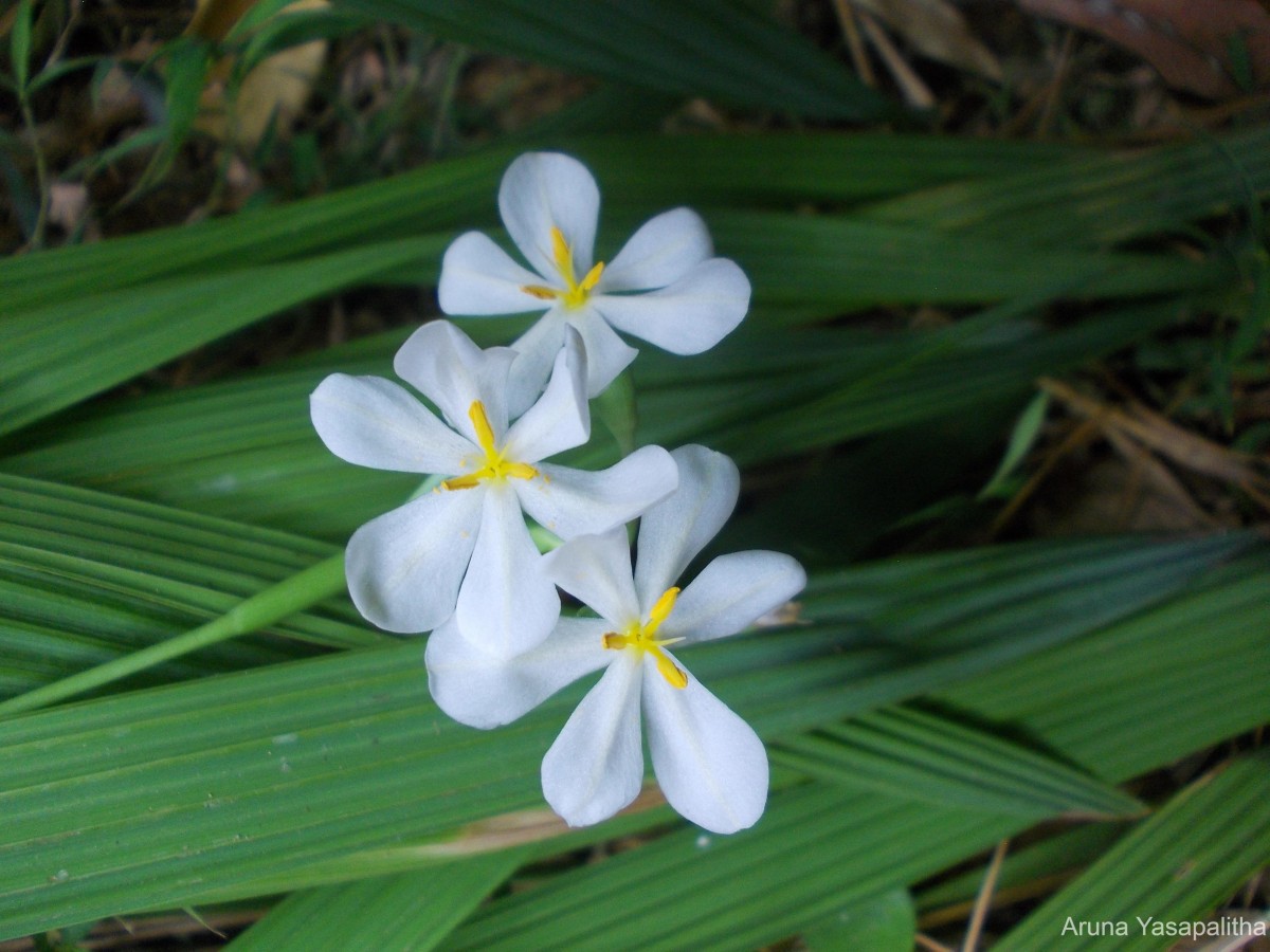 Eleutherine bulbosa (Mill.) Urb.